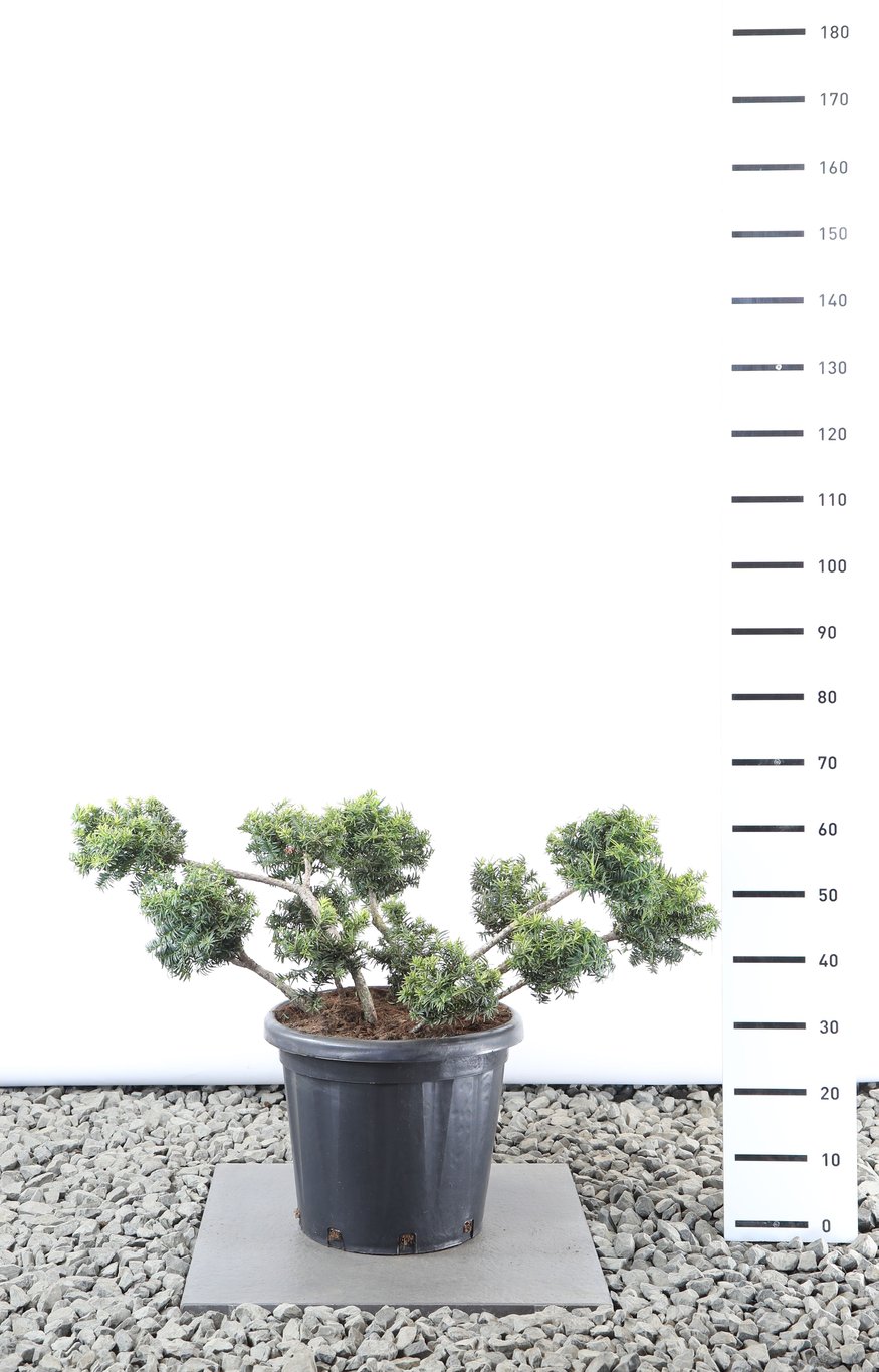 Taxus b. 'Summergold' - 80-100 CM PonPon EXTRA in Cont.